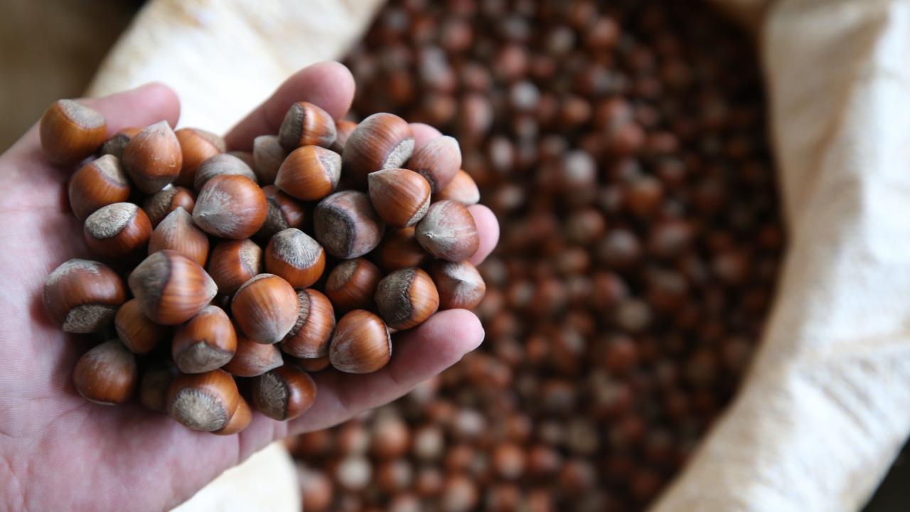 Fındık üreticisine uyarı: Vadeli çekle satış yapmayın