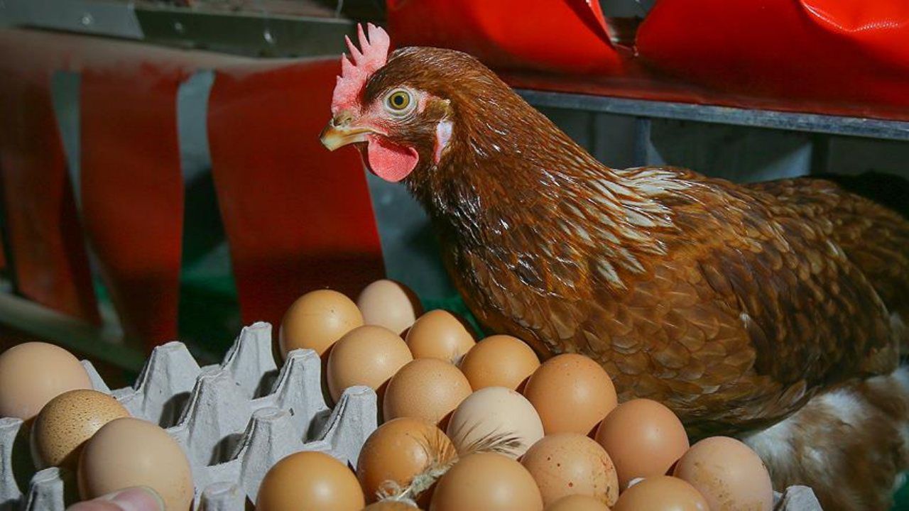 Yumurta üretimi yıllık yüzde 7,1 azaldı Yumurta üretimi yıllık yüzde 7,1 azaldı